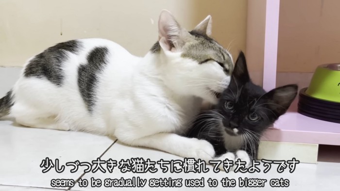 子猫の顔をなめる成猫