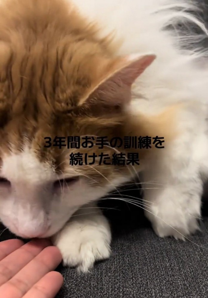 匂いをかぐ猫