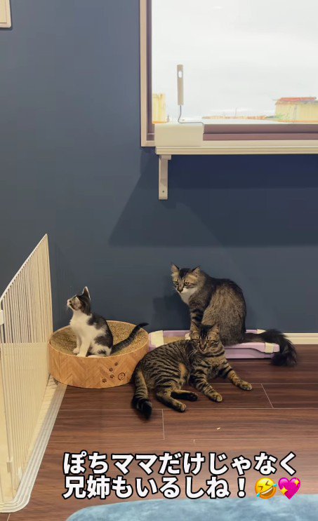 3匹の猫