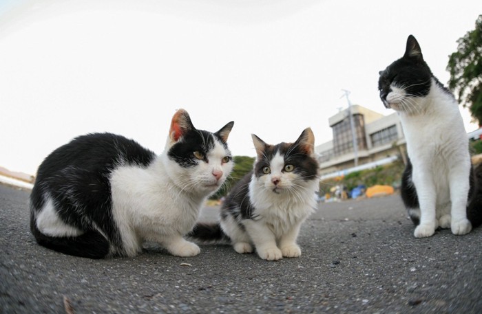 3匹の野良猫