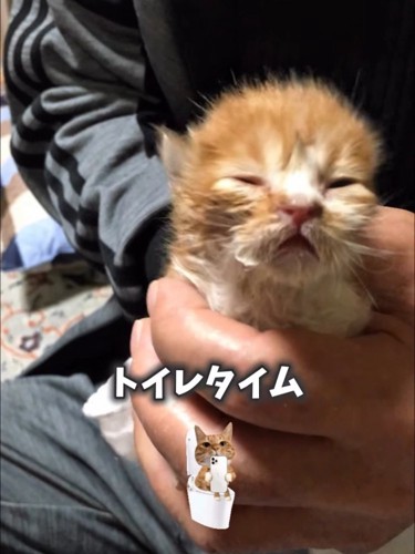 人の手のひらの中にいる子猫