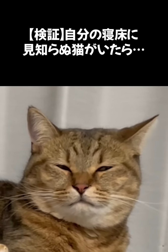 目を細める猫