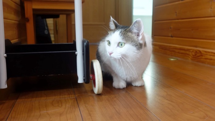 覗く猫