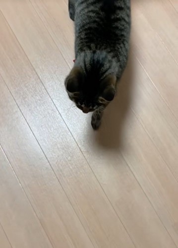 狙いを定める猫