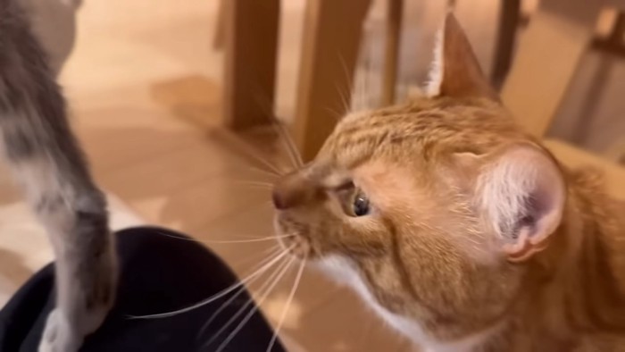 子猫を気にする茶猫