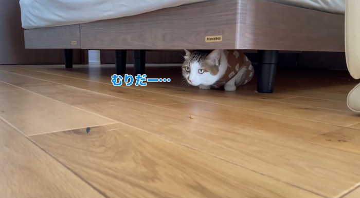 ベッドの下に隠れておやつをみている猫