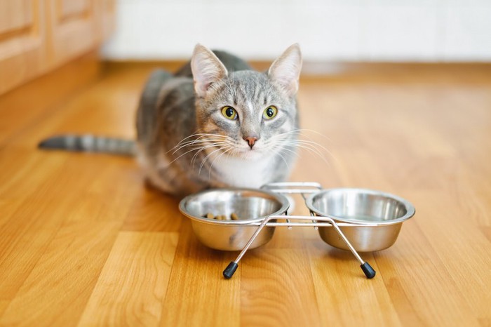 リビングでご飯を食べる猫