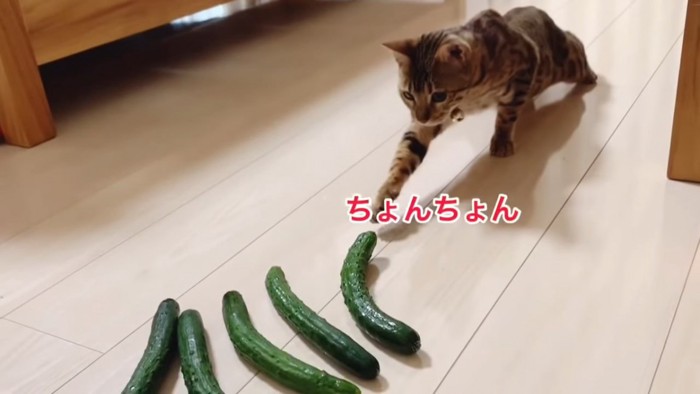 きゅうりを触ろうとする猫