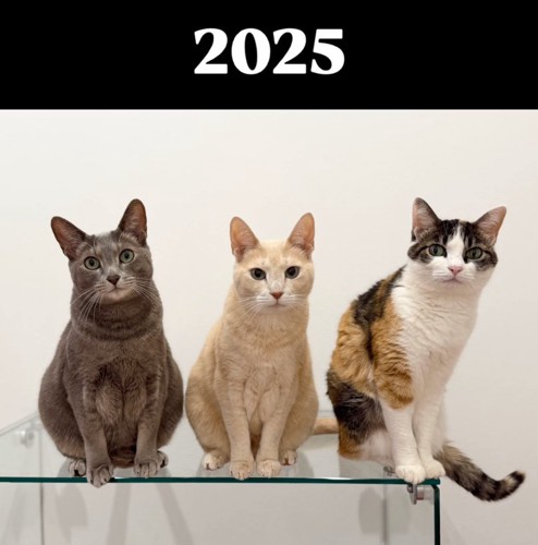 現在の3匹の猫さん