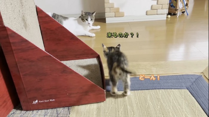 飛びかかろうとする子猫を見る猫