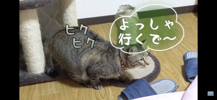 狙いを定める猫