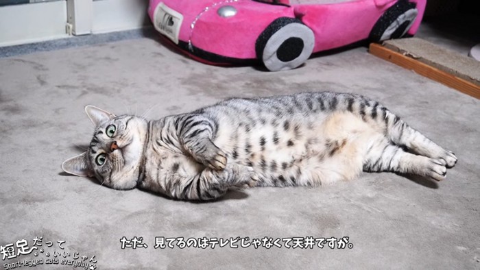 寝転がる縞模様の猫