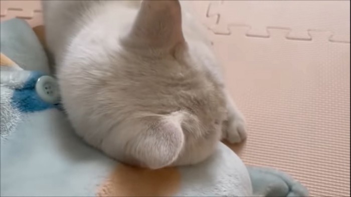 保護主に甘える猫