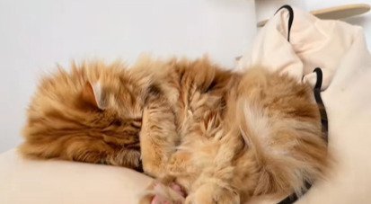 顔を隠して寝る猫