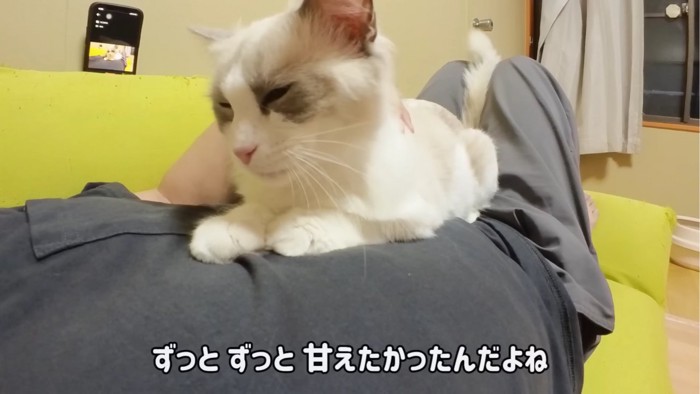 膝の上にいる猫