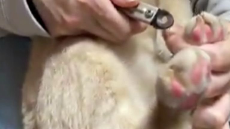 爪切りされている猫
