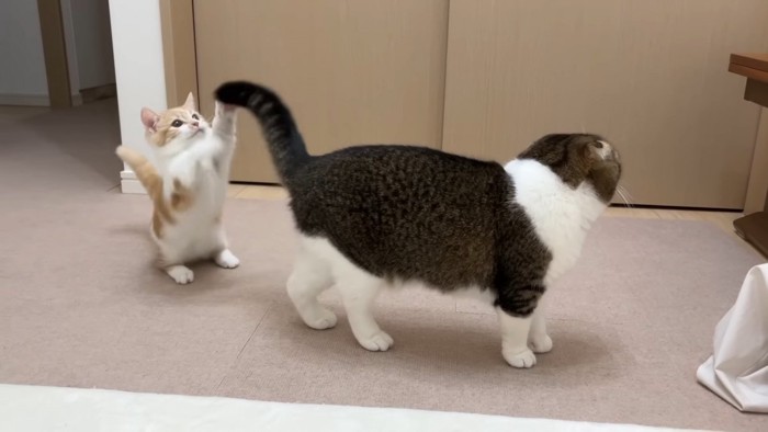 しっぽにじゃれる子猫