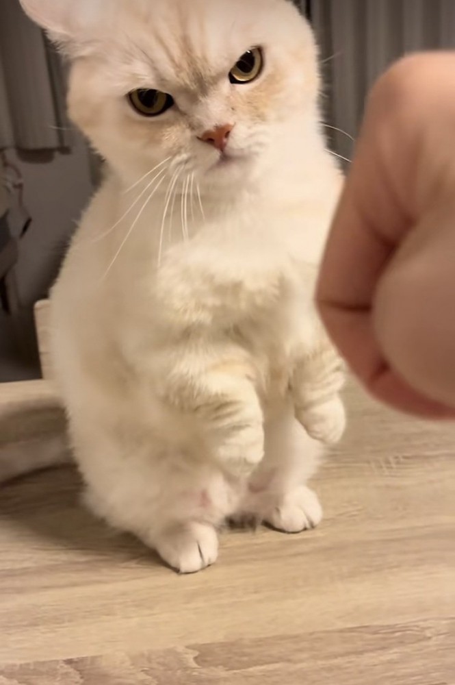 飼い主さんに怒るミヌエット
