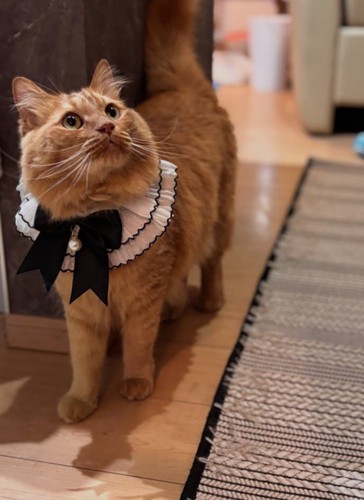 リボンをつけた茶トラ猫