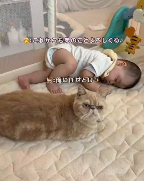 うつ伏せで眠る赤ちゃんのそばで顔を上げる猫