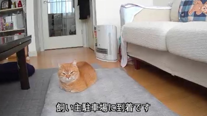 顔をあげた猫