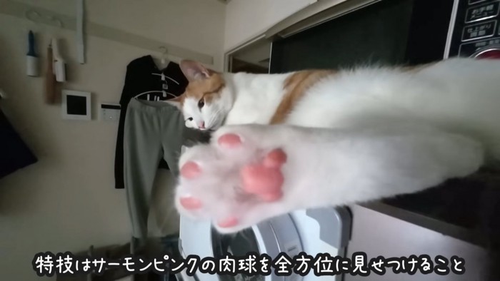 肉球を見せる猫