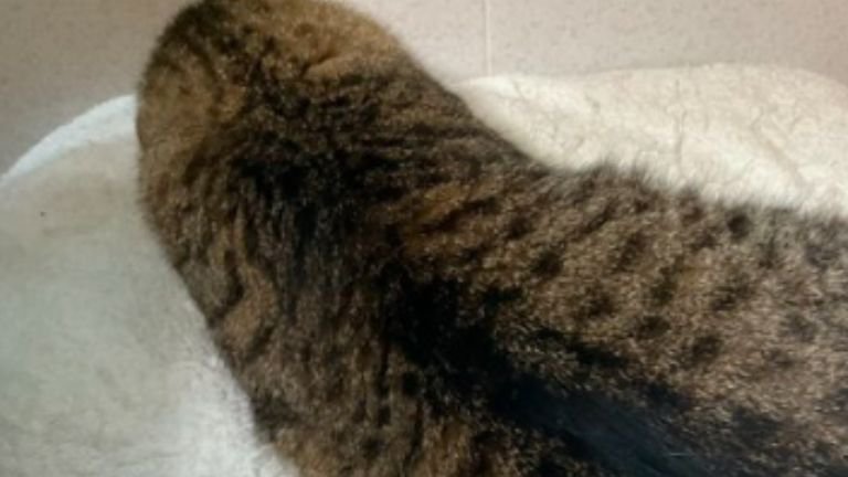 寝ている猫