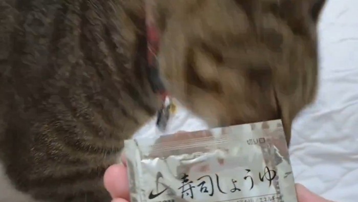 反応に困る飼い主の手にスリスリ