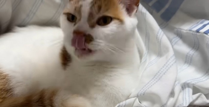 舌を出す猫
