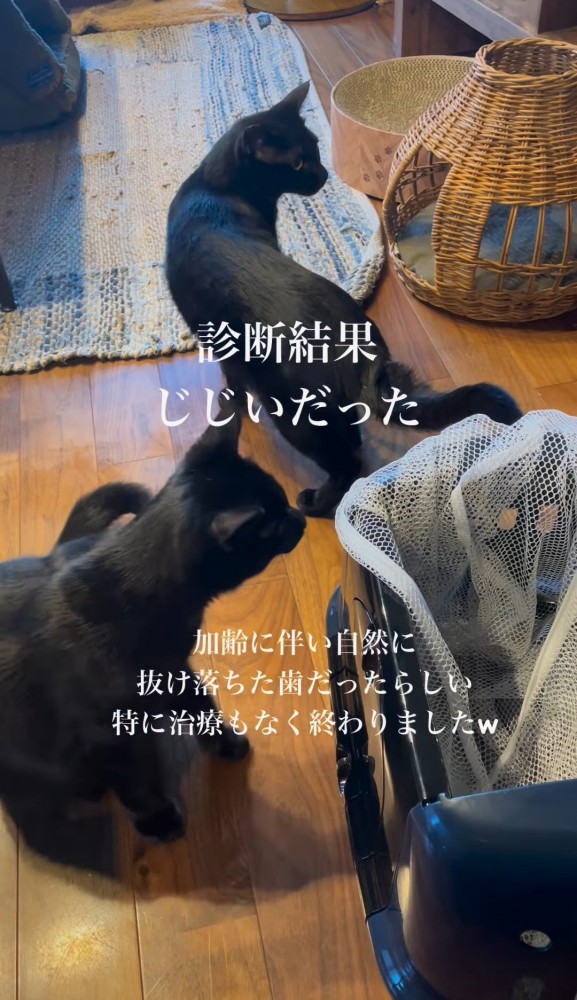 キャリーから出て振り返る猫