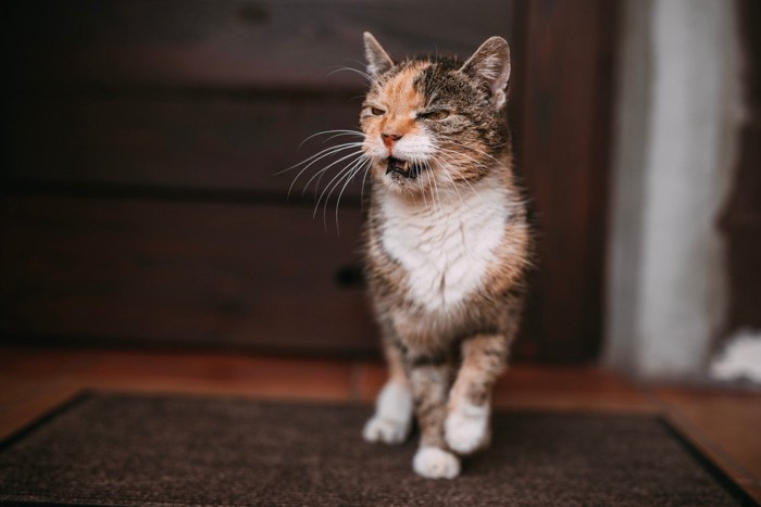 ドアの前で鳴く老猫