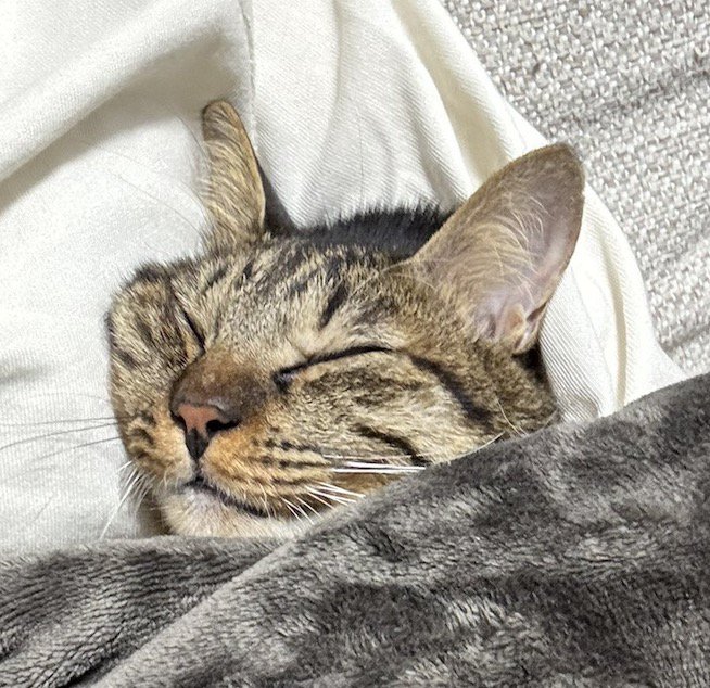 飼い主の体に顔を押しつけて、頰が平らになっている猫