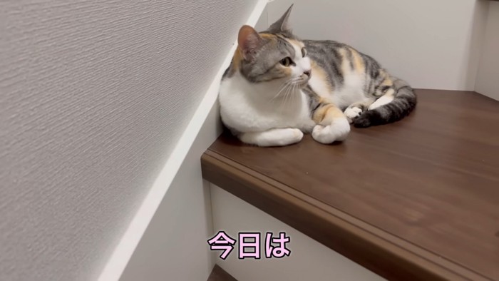 話を聞く猫