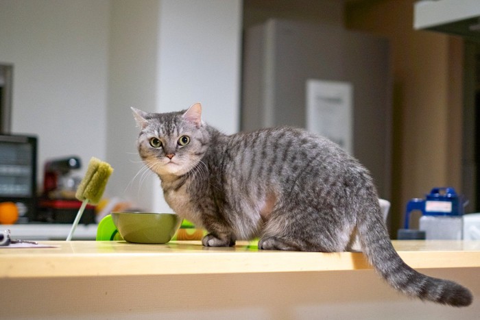 振り向く猫