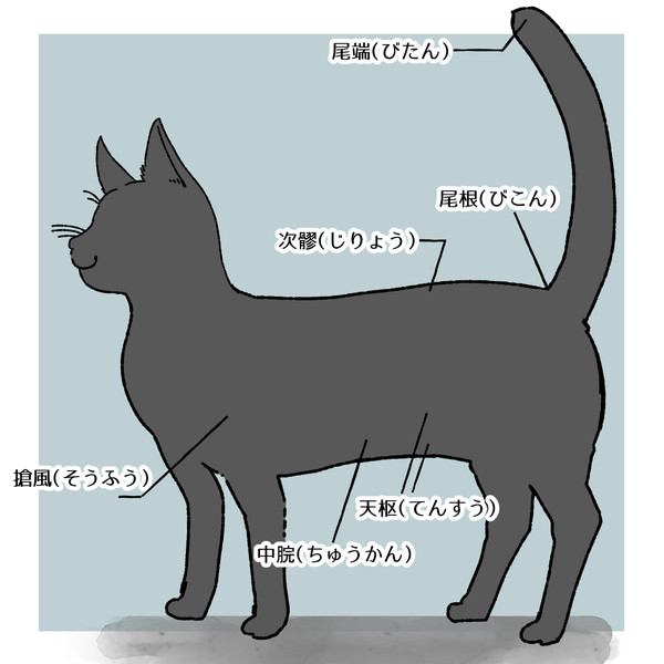 猫の便秘改善に効くツボ