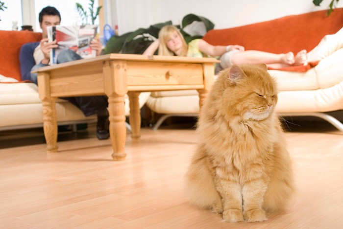 室内で人と離れている長毛の猫