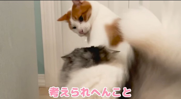 パンチする猫