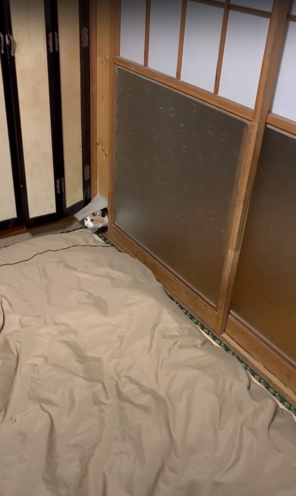 猫専用のドアから顔を出す