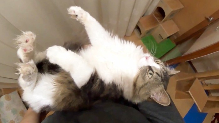 そっぽを向いて(上から)
