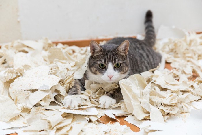 散らかった部屋にいる猫