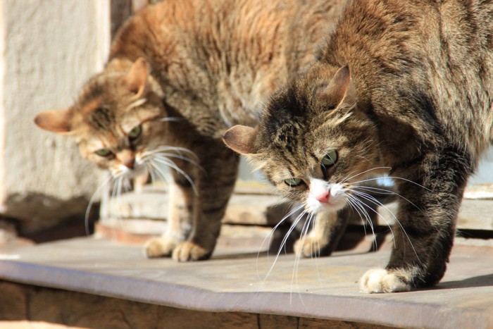 同じものを見て怒っている猫たち