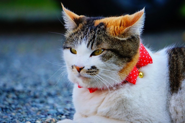 リボンの首輪をつけた猫