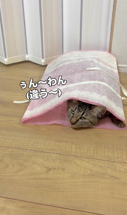 袋に入った猫