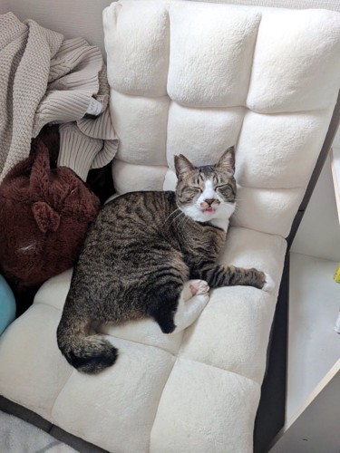 座椅子に座って気持ちよさそうな表情を浮かべる猫