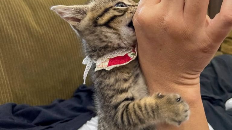 じゃれついている子猫