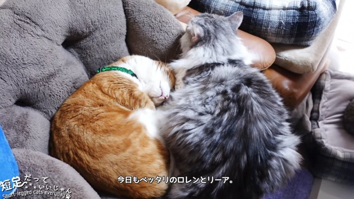 茶白猫と長毛猫