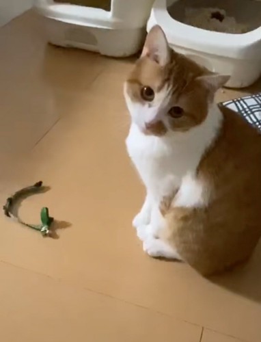 見つめる猫