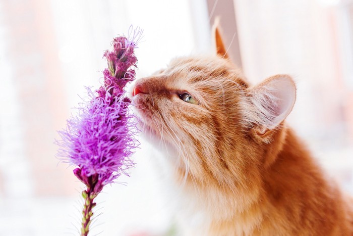 花の香りを嗅ぐ猫