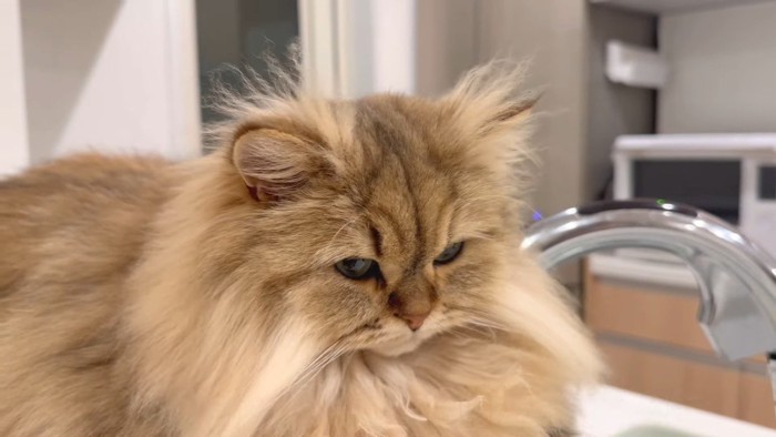 耳と頭の毛がツンツン