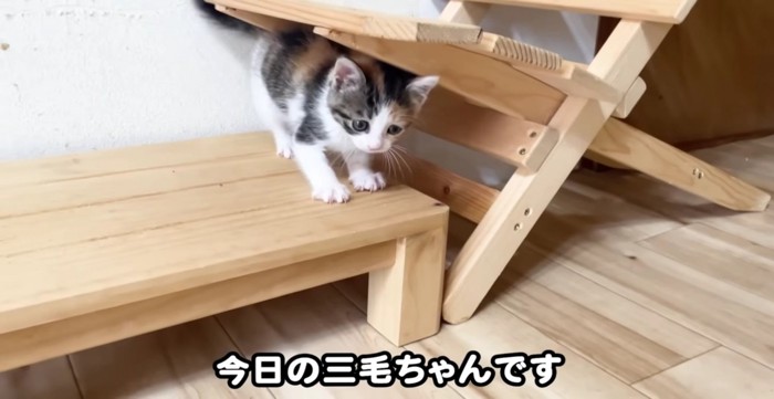 隙間に収まる三毛さん